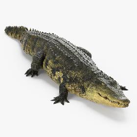 Crocodile Walking